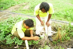  Petani Binaan CSR RAPP Mengikuti Pelatihan Budidaya tanaman semangka di BPPUT CSR RAPP Pangkalan Kerinci. 