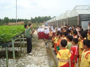 Para siswa SD Global Andalan PT.RAPP dan para siswa di kawasan Estate Baserah Kabupaten Kuantan Singingi melakukan kunjungan ke areal pembibitan akasia. 