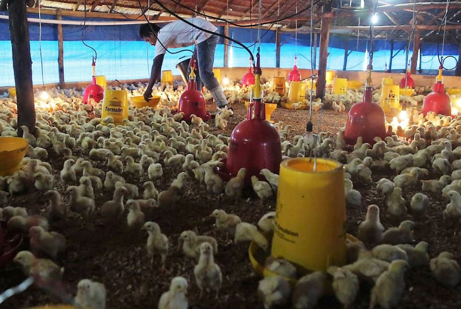 Foto 1_Serah terima bantuan kandang untuk 3500 ekor ayam dan sarana produksi ternak dari Chevron untuk kelompok tani komite handalan melayu di Desa Sebangar Kecamatan Mandau Kabupaten Bengkalis