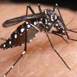 Permalink ke Ribuan Petani Sawit dan Karet di Inhu Diserang Wabah Chikungunya