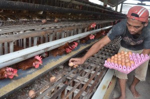 Seorang peternak mengumpulkan telur di peternakan ayam petelur di Desa Plaosan, Magetan,