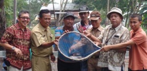 Permalink ke Kelompok Nelayan Binaan Chevron Panen Perdana 10.000 Ikan Lele